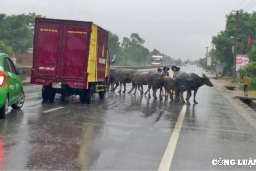 Hà Tĩnh: Bức xúc với tình trạng trâu bò ngang nhiên đi lại trên đường giao thông