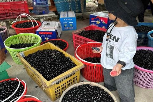 Quả trâm rừng xuống phố có giá cao vẫn được lòng người tiêu dùng