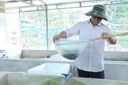 Thu tiền tỷ từ nuôi lươn không bùn trong bể ximăng ở Bà Rịa-Vũng Tàu