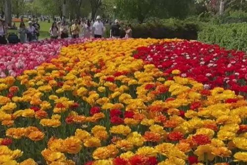 Rực rỡ lễ hội hoa tulip ở Ottawa, Canada