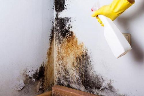5 cách xử lý tường nhà bị mốc đơn giản, ít tốn kém, không mất công gọi thợ