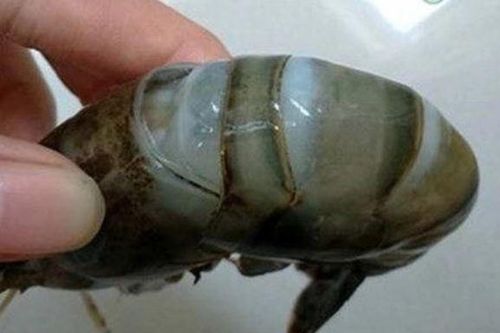 Người bán chỉ cách phân biệt tôm nuôi và tôm tự nhiên: Chỉ nhìn qua là phát hiện được ngay