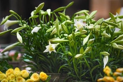 Thêm vài giọt này vào nước, hoa loa kèn nở đều, cắm 10 ngày hoa vẫn tươi rói
