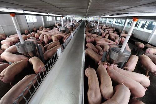 Giá thịt giảm và chi phí cao khiến doanh nghiệp chăn nuôi lợn lỗ nặng