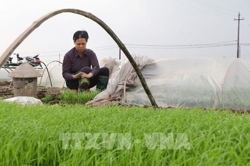 Phú Thọ tái cơ cấu nông nghiệp gắn với xây dựng nông thôn mới