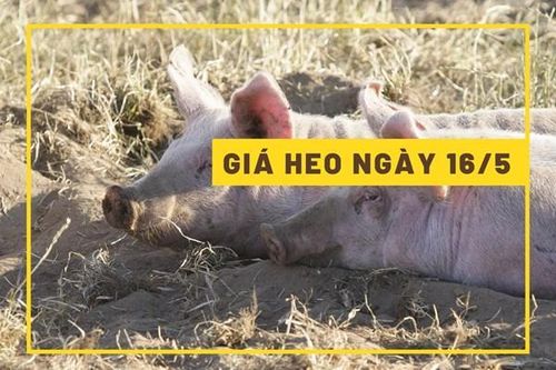 Giá heo hơi hôm nay 16/5: Bật tăng ở một vài địa phương