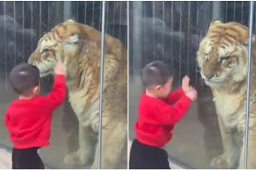 Bé trai 'đánh nhau' với con hổ khổng lồ qua cửa kính và cái kết bất ngờ sau đó
