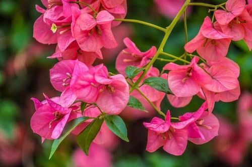 Hoa giấy không chỉ đẹp mà còn có nhiều công dụng đối với sức khỏe