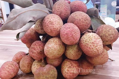 Giá vải lai đầu mùa dao động trong khoảng 50.000 - 60.000 đồng/kg