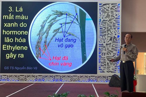 Hội thảo giải pháp dinh dưỡng cho cây lúa