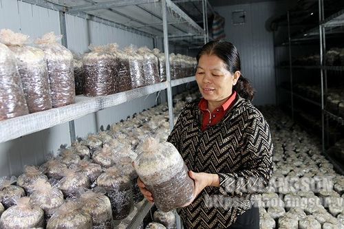Hỗ trợ sản xuất trong xây dựng nông thôn mới: Nâng chất lượng các mô hình