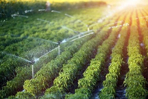 Phát triển nông nghiệp hữu cơ giải quyết bài toán kinh tế và môi trường