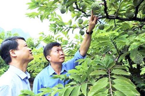 Những mô hình nông nghiệp 'hái ra tiền' ở Chi Lăng
