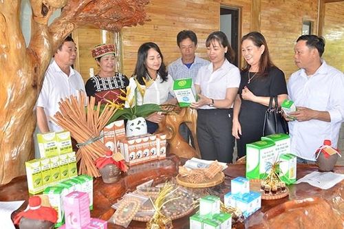 Cây quế và nông thôn mới đã giúp Văn Yên đổi thay như thế nào?