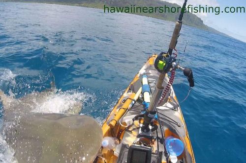 Kinh hoàng cảnh cá mập tấn công thuyền kayak của ngư dân