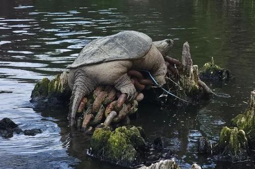 Đằng sau bức ảnh rùa khổng lồ 'Chonkosaurus' gây sốt mạng xã hội