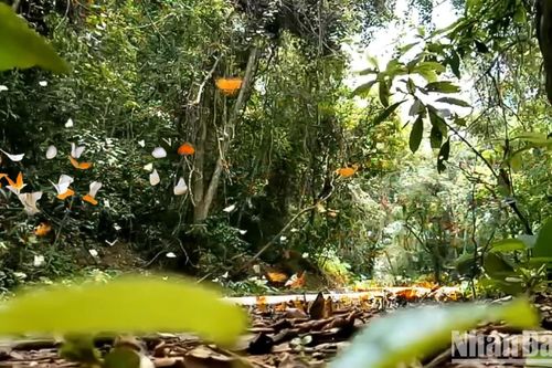 Đắm mình giữa 'rừng bướm' cổ tích Cúc Phương