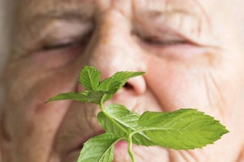 Tinh dầu bạc hà có thể làm giảm bệnh Alzheimer