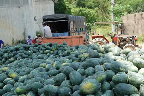 Đà Nẵng: Dưa hấu được mùa, nông dân phấn khởi