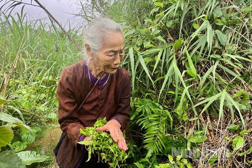 Loại rau dại xưa chả ai ngó ngàng tới nay thành đặc sản 'đại bổ'