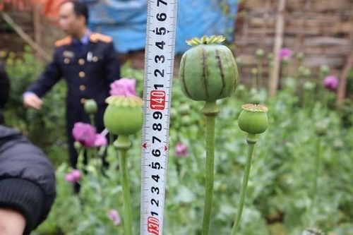 Lĩnh án tù vì 'sản xuất' thuốc phiện tại vườn nhà