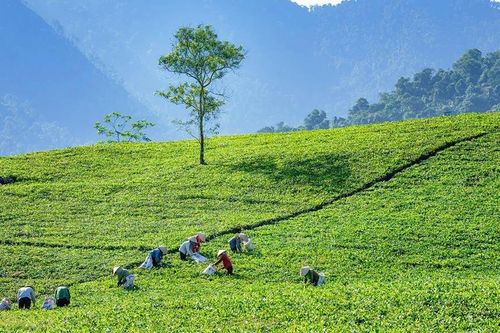 Về Thái Nguyên uống trà, ngắm cảnh, thưởng thức đồ ăn ngon