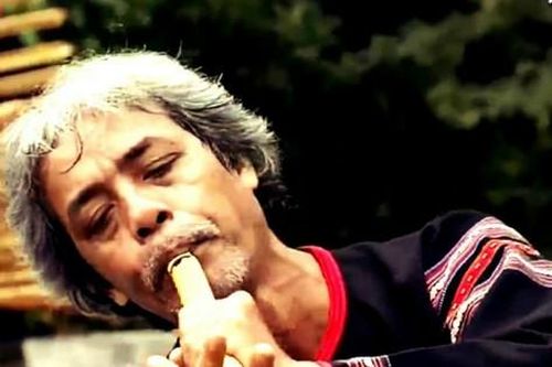 Cánh chim rừng không mỏi