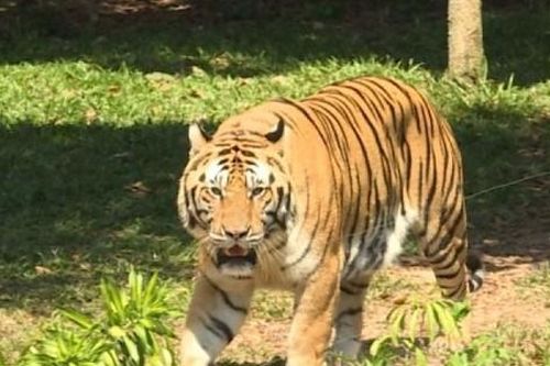 Người dân lại trình báo nhìn thấy thú hoang dã giống hổ ở Lâm Đồng