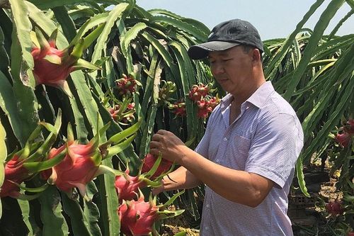 Thị trường Trung Quốc 'ăn hàng' mạnh, giá thanh long lên mức 42.000 đồng/kg