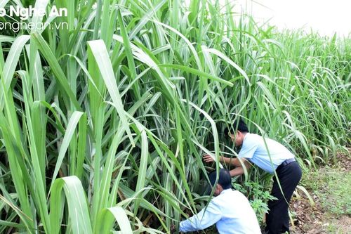 Công ty Cổ phần mía đường Sông Con: Đầu tư ngay từ đầu vụ để mía đạt năng suất cao