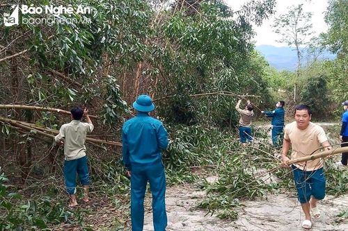 Quỳ Châu xử lý 247 ha keo đổ gãy do dông lốc