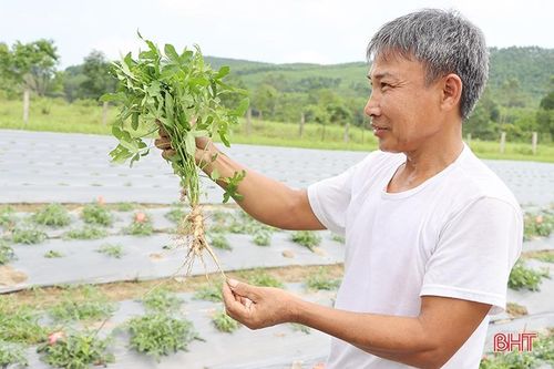 Trồng thử nghiệm sâm 'tiến vua' ở xứ Cẩm