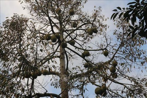 Gia Lai nguy cơ mất trắng vụ sầu riêng do thời tiết bất thường