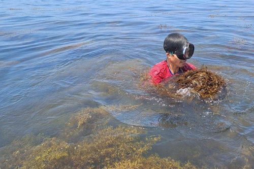 Cận cảnh lặn tìm 'lộc trời' dưới biển cho thu nhập tiền triệu một ngày