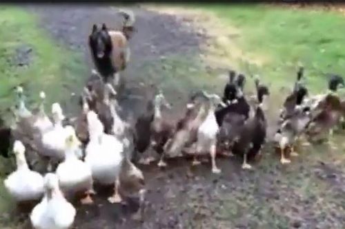 Clip: Ngạc nhiên với cảnh chú chó đi… chăn vịt