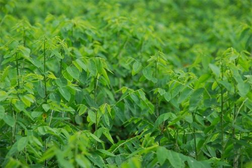Những công dụng chữa bệnh và làm đẹp tuyệt vời của rau ngót có thể bạn chưa biết
