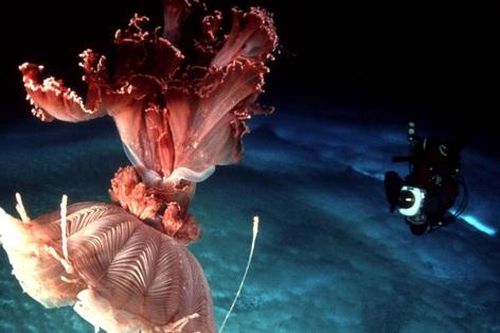 Phát hiện 'thế giới khác' ẩn sâu hàng nghìn mét dưới lớp băng ở Nam Cực