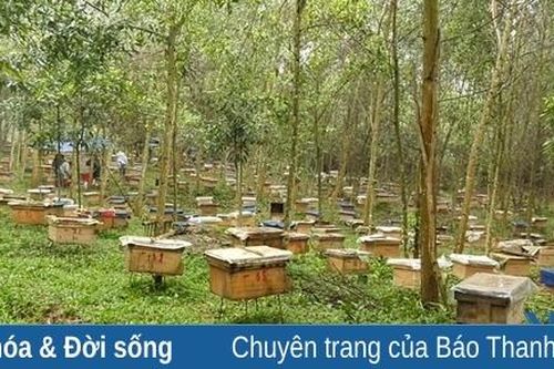 Phát triển nghề nuôi ong mật ở Lang Chánh