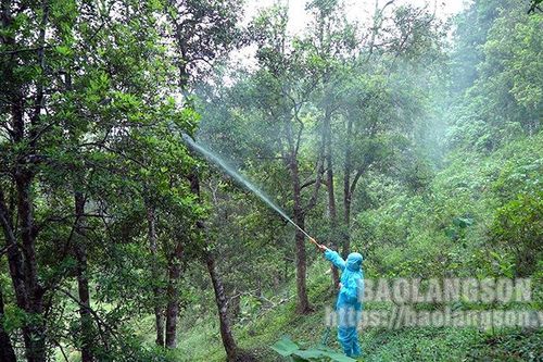 Ngăn sâu, bệnh hại cây hồi lan rộng
