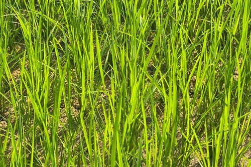 Triển khai các biện pháp cấp bách phòng, chống hạn, nắng nóng
