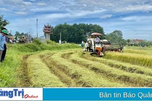 Đẩy mạnh canh tác lúa theo hướng nông nghiệp sạch ở Triệu Phong