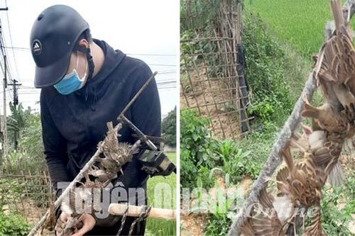 Hãy cứu lấy chim trời - Bài 1: 'Thiên la địa võng' quét sạch chim, cò