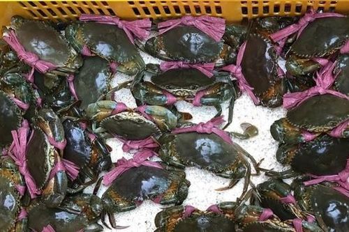 'Cua Cà Mau đang bị Trung Quốc thao túng'