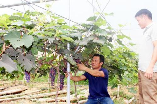 Những người dân tộc thiểu số tiên phong làm giàu ở vùng cao Sơn Động
