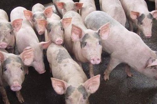 Giá heo hơi đã đi qua 'đáy', kỳ vọng lên 65.000 đồng/kg