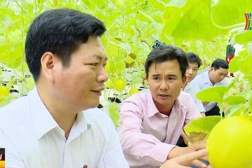 Triển vọng từ mô hình trồng dưa lưới công nghệ cao