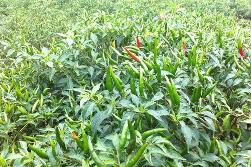 Lá ớt - tưởng bỏ đi nhưng lại cực kỳ tốt cho sức khỏe