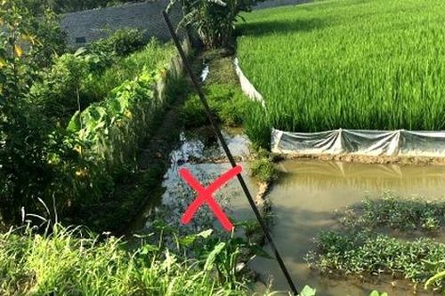 Dùng diện bẫy chuột ở ruộng làm hàng xóm tử vong, người đàn ông huyện Ninh Giang nhận án 18 tháng tù