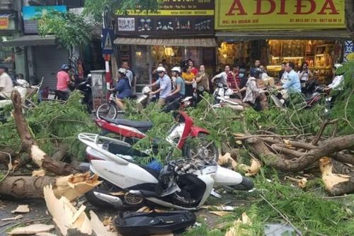 Chuyên gia nêu giải pháp phòng tránh tai nạn do cây xanh gãy đổ trong mùa mưa bão