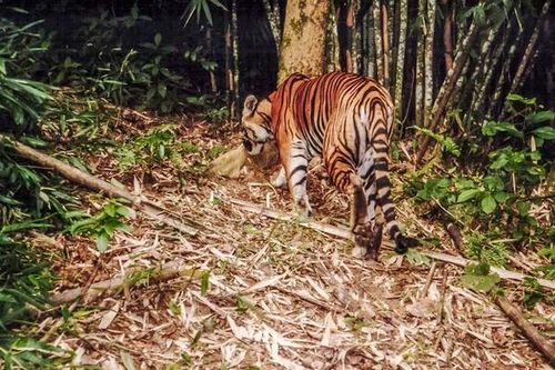 Người dân nhìn thấy thú hoang dã giống hổ ở Lâm Đồng